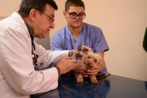 Veterinarian for eye problems in the Bronx