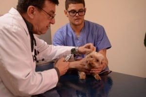 veterinarian cancer treatments