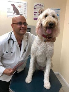 Morris Park NY Veterinarian